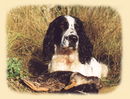 Russian Spaniel 1