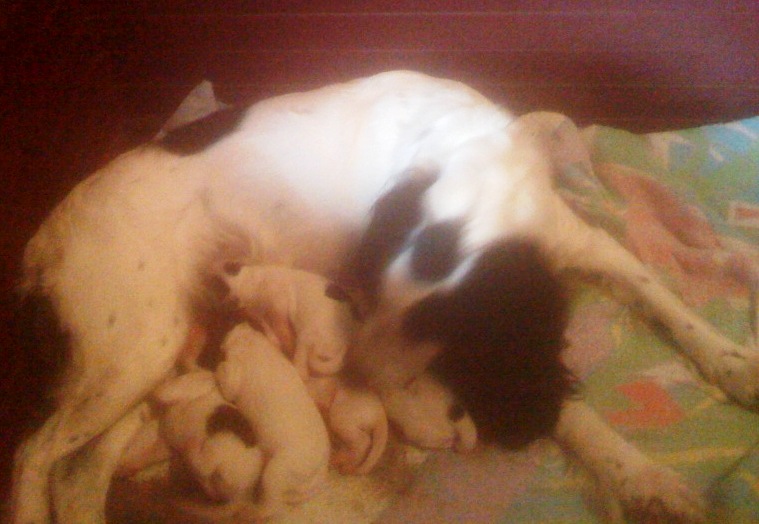 Dina with nb pups