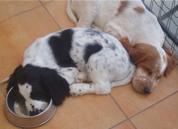male pup