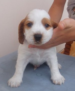 male 4w