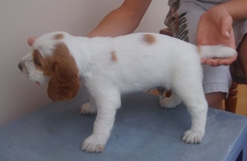 male 4w