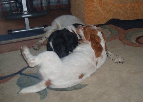 male pup