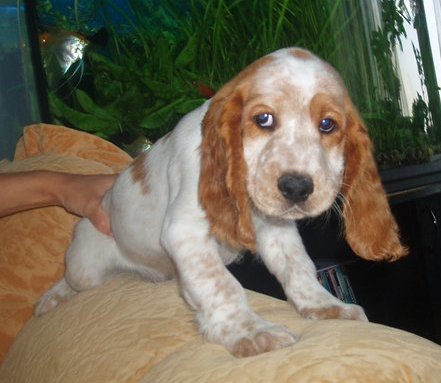 male pup