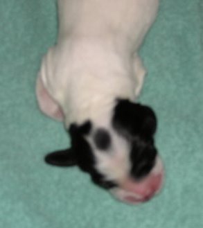 Puppy 4