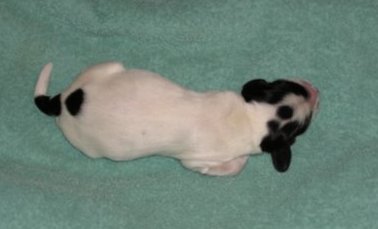 Puppy 4