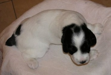 puppy4 3w 2