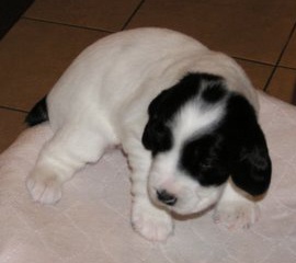 puppy4 3w 4