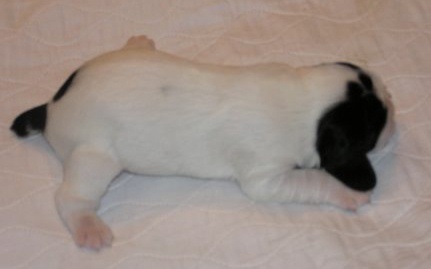 4 at 8 days
