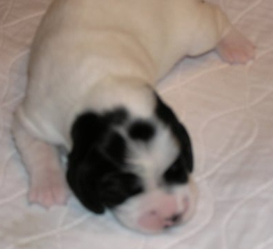 4 at 8 days