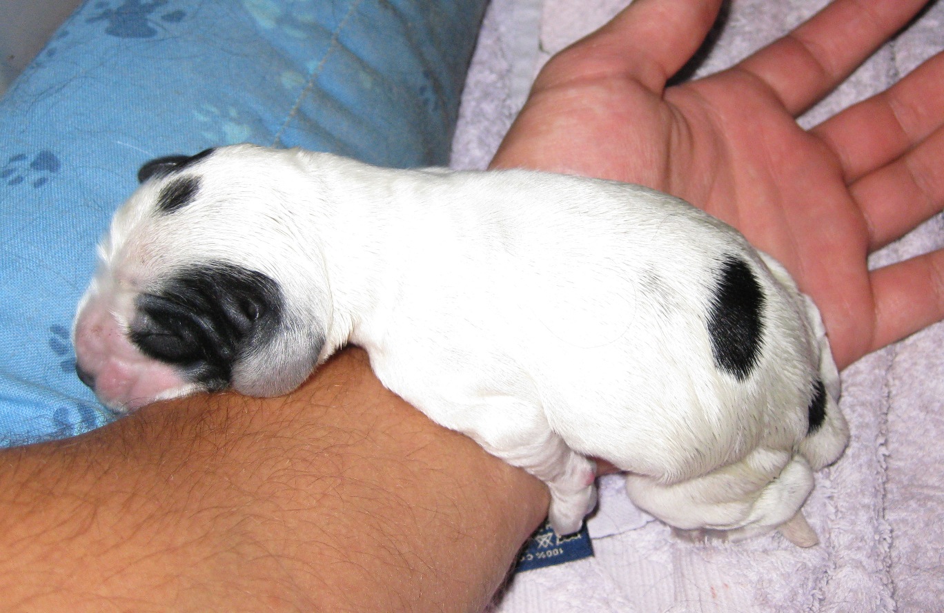 Teddy/Bella girl