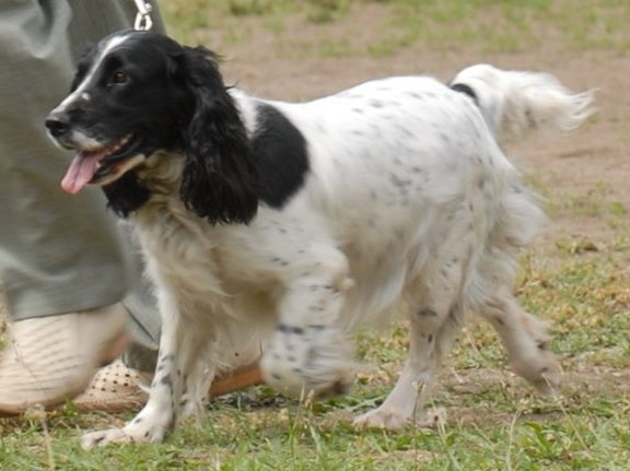 Teri