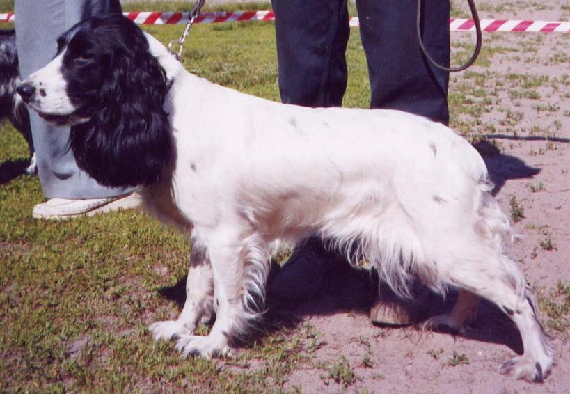 http://www.russianspanielclub.org/images/Bishka.jpg