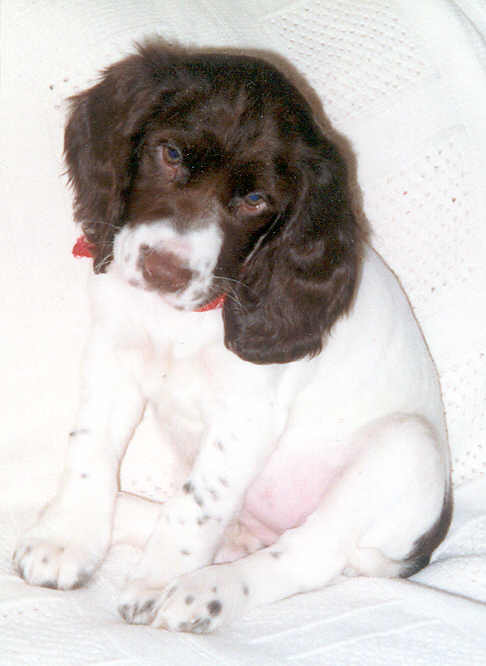 Duchess at 7 weeks