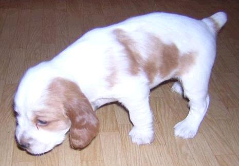Pup 2