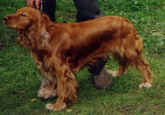 russian cocker spaniel